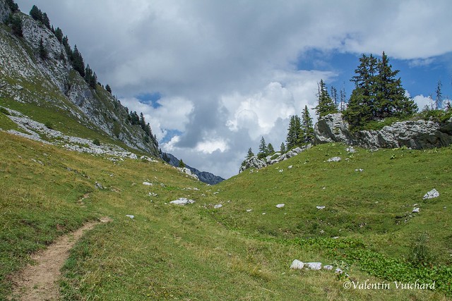 SF-_MG_2677 - Trail to the Morteys creek, Gruyère region - Switzerland