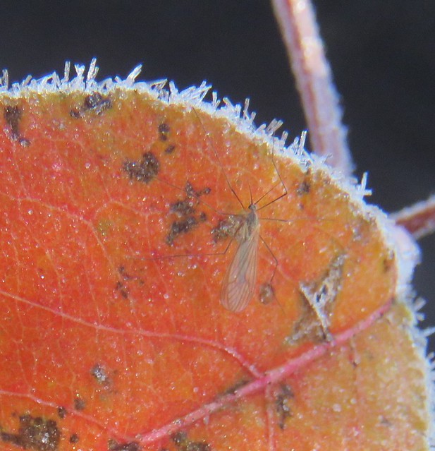 frosted leaf: orange (close-up)