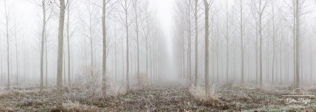 Dans la brume 2/3 - In the mist 2/3