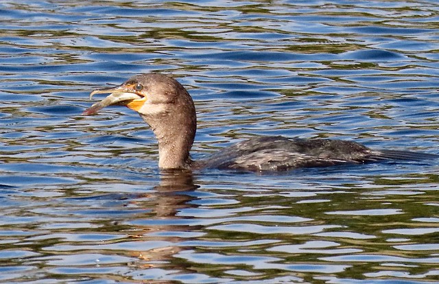 Juvenile Double-Crested Cormorant #2 - lunch time