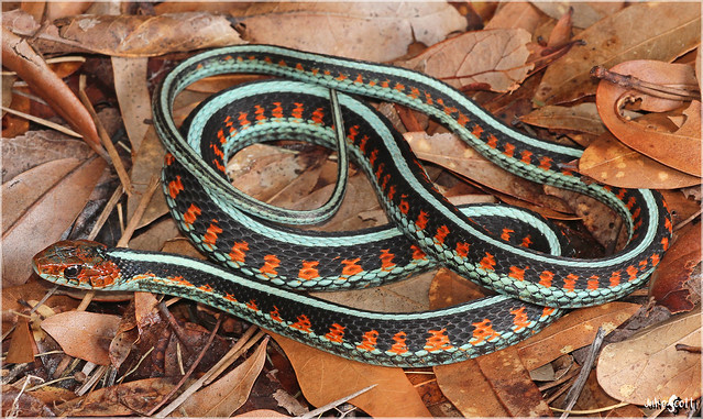 California Red-sided Garter Snake (Thamnophis sirtalis infernalis)