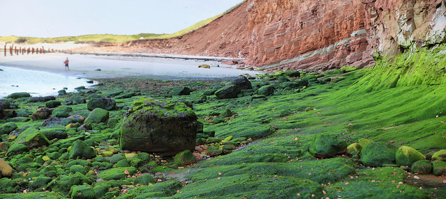 Algae Seaweed reveals at low tide on Helgoland