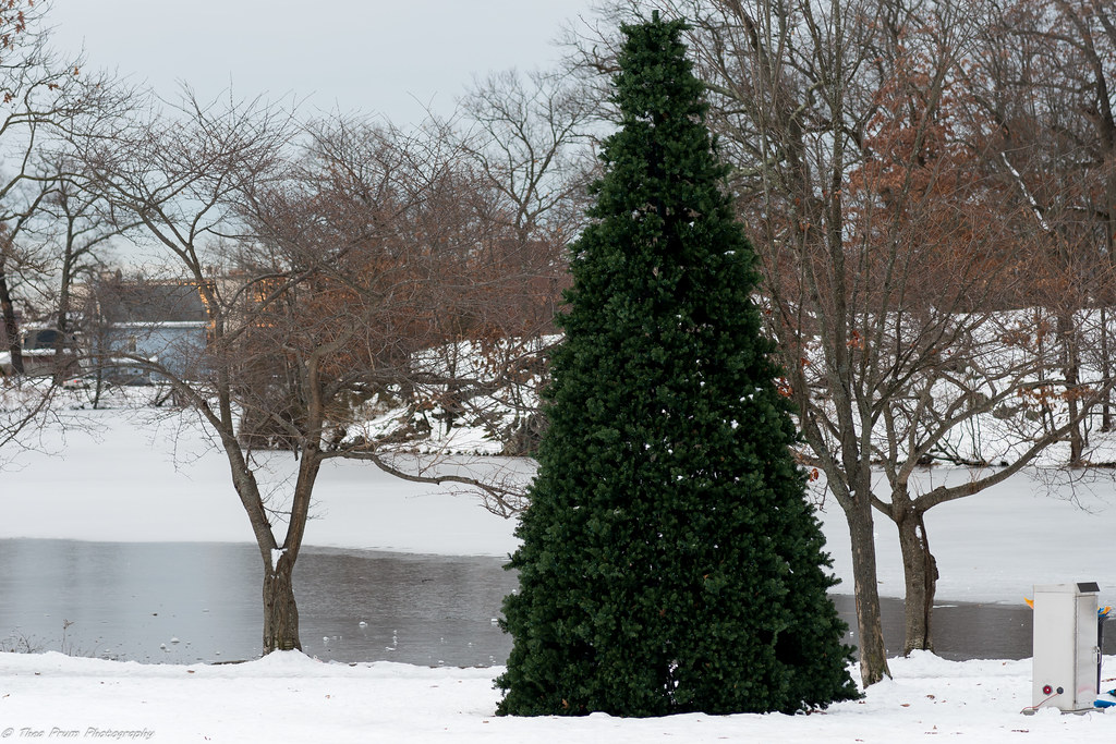 A Christmas tree in the middle of the park.