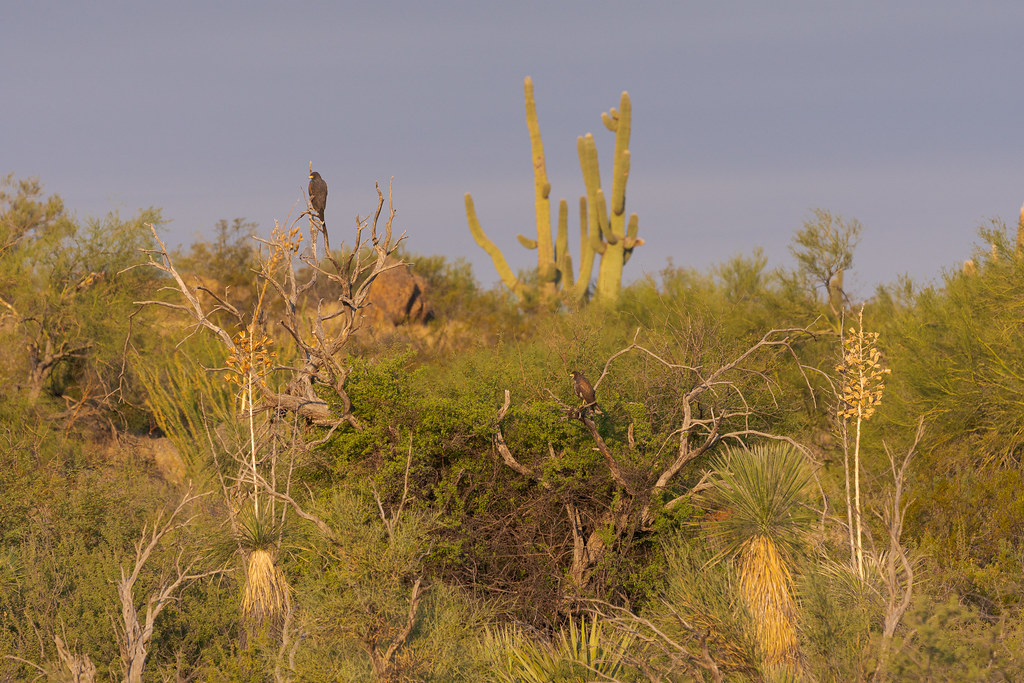 A juvenile Harris's hawk calls out while an adult is perched higher in the tree, set against the backdrop of a variety of plants of the Sonoran Desert with saguaros rising up behind, taken on the 118th Street Trail in McDowell Sonoran Preserve in Scottsdale, Arizona in October 2019