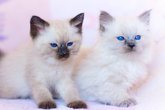 Elsa's Seal Point Siamese and Blue Point Balinese