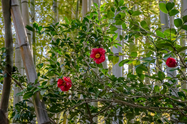 Three red camellia flowers in bamboo forest