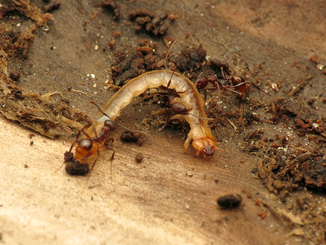 Fire-colored Beetle Larva in Trouble