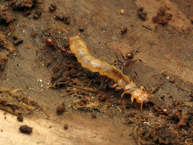 Fire-colored Beetle Larva in Trouble