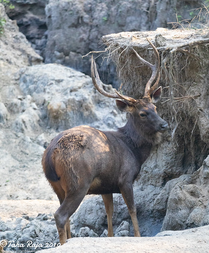 Wildlife of Kanha and Bhandhavgarh National Parks by taharaja, Gaur, Spotted Deer, Jackal, Birds, Eagles, Hawks, Owls, Samba Deer, Barasingha, Peacock, Jungle Fowl