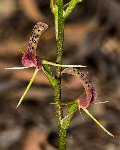 orchidaceae summer smalltongueorchid bluemountains bell nativeplants cryptostylisleptochila newsouthwales australia