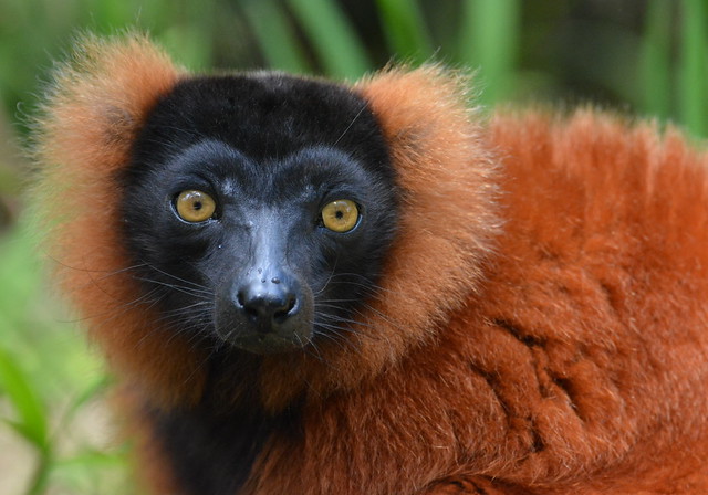 Red ruffed lemur - Varecia rubra