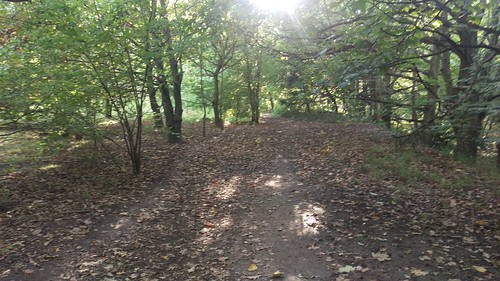 Woodland path in Nonsuch Park 