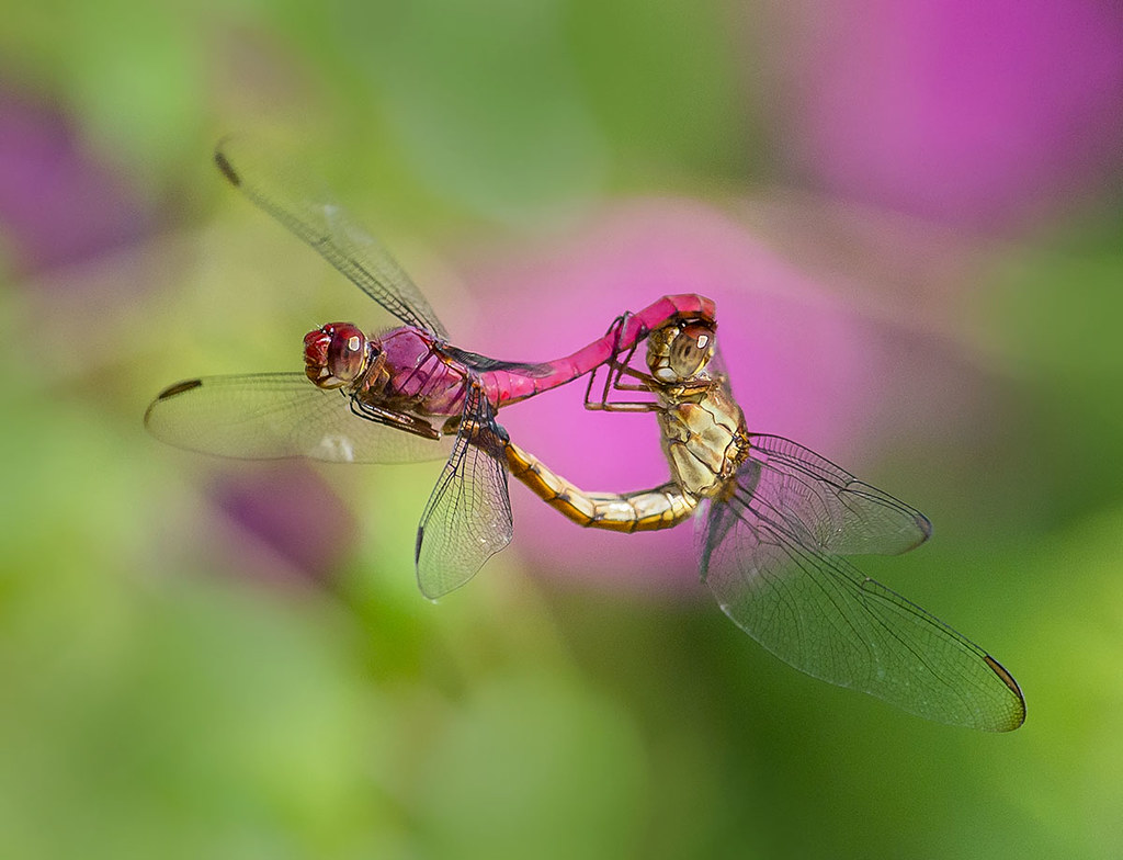Carmine Skimmer Dragonflies in flight mating.