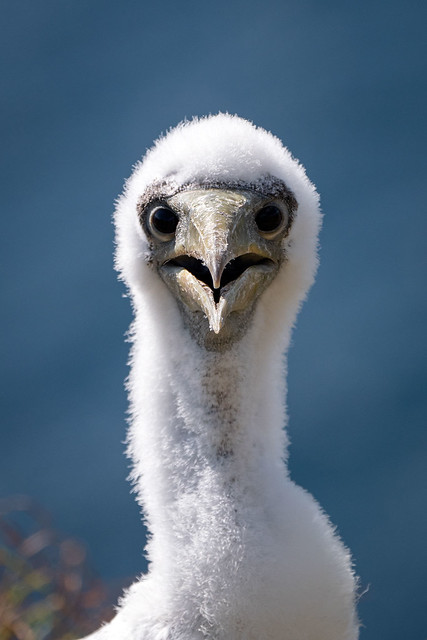 Masked Booby Chick