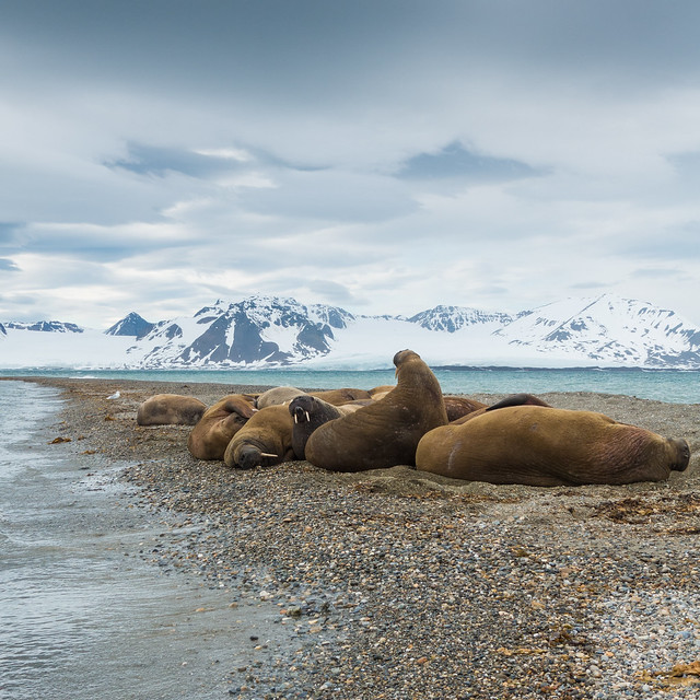 walrus beach - 1x1