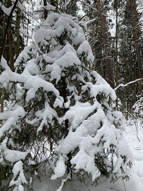 Зима в лесу. Россия 2019. Winter in the forest. Russia 2019.