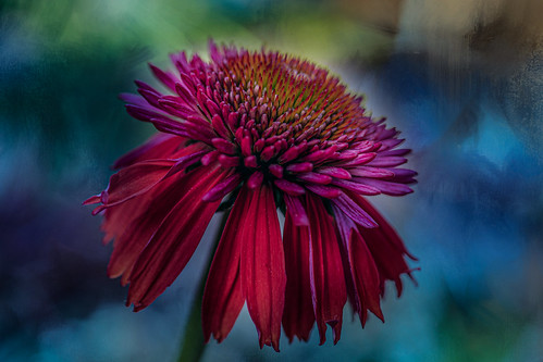 Coneflower HSS | by Dotsy McCurly