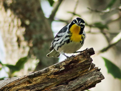 Yellow-throated Warbler 02-20191208