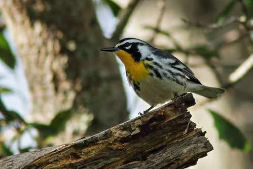 Yellow-throated Warbler 03-20191208
