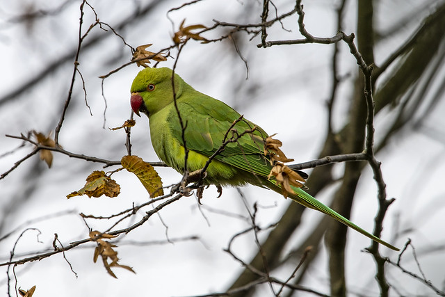 Rose-ringed Parakeet - habitat