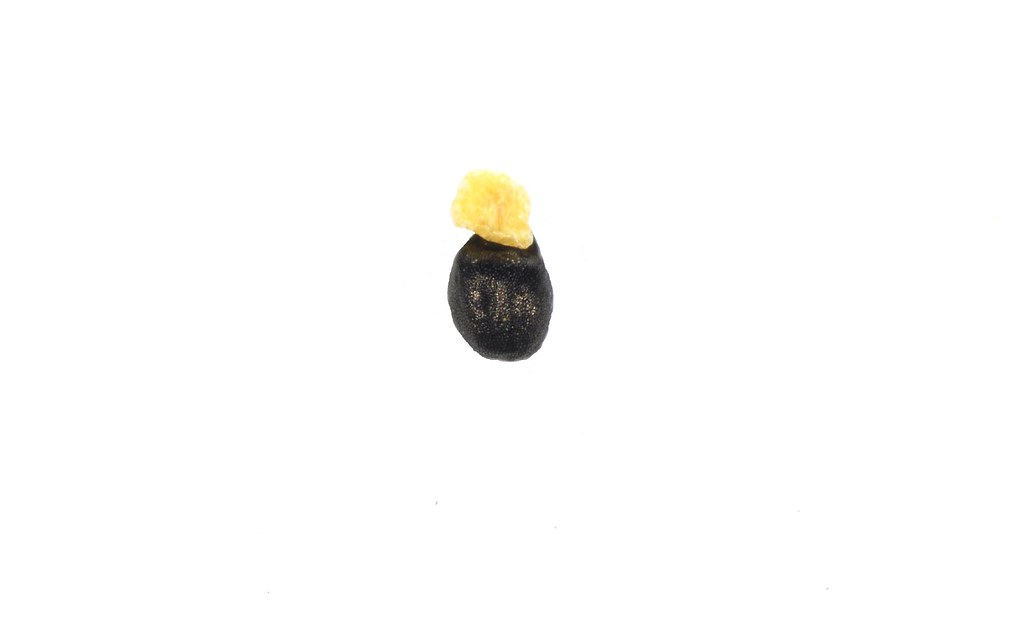 異蕊草的種子黑色呈玉米粒狀，先端有褐色的附屬物。圖片來源：王偉聿