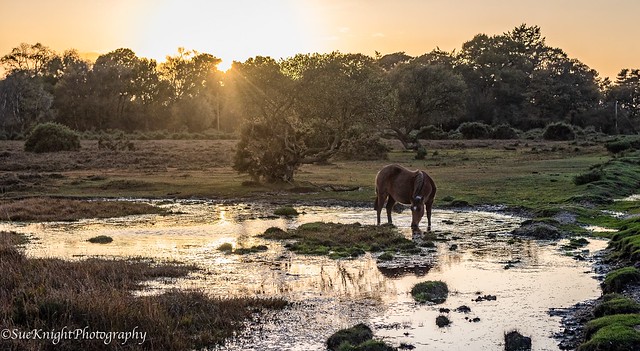 A peaceful scene in the New Forest