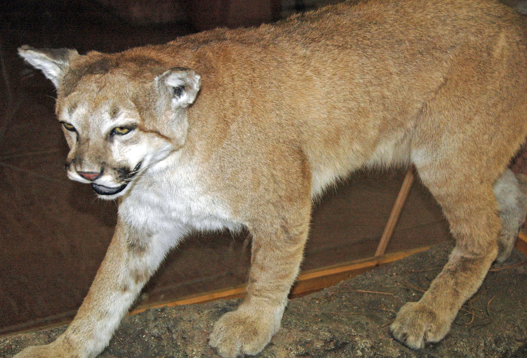 Puma concolor (mountain lion) (southern Colorado, USA) 2 | Flickr