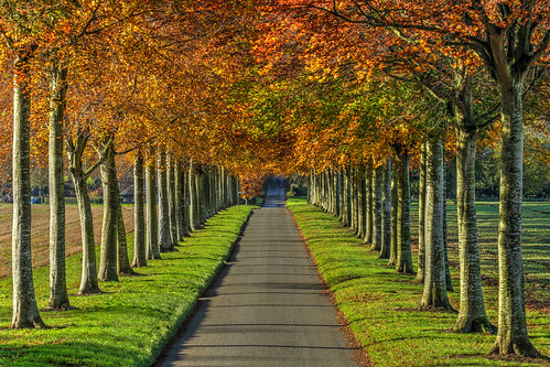 landscape road trees avenue beechtrees moorcrichel dorset hampshire uk canon eos7dmkii 1018isstm sundaylights hdr photomatix