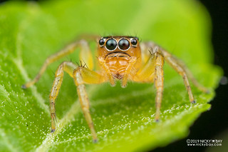 Jumping spider (Cytaea sp.) - DSC_1913