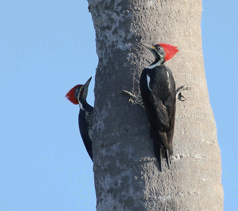 Lineated Woodpecker_Dryocopus lineatus_Guyana_Ascanio_199A8059