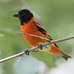 2019 VENT Guyana: supporting the Red Siskin Initiative