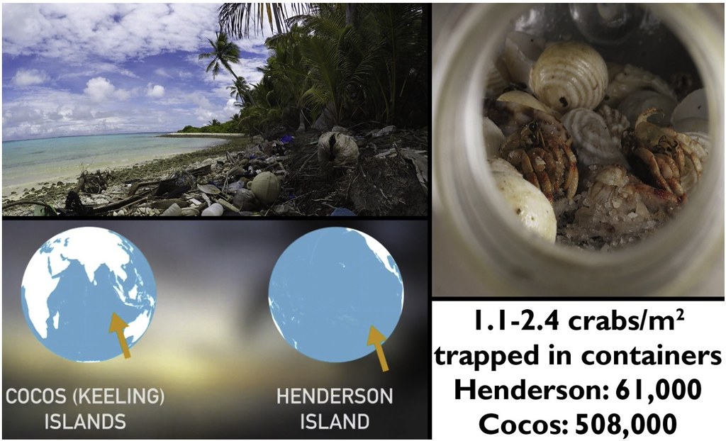 Entrapment in plastic debris endangers hermit crabs