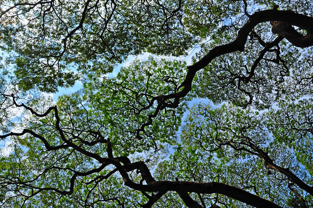Trails in Tree Canopy (Crown Shyness)