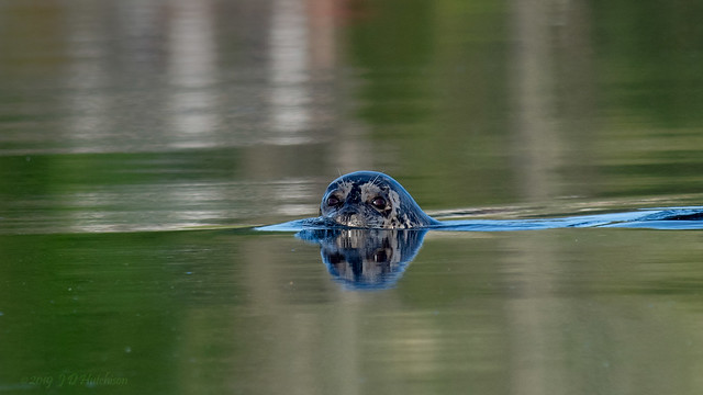 Seal in a lagoon.