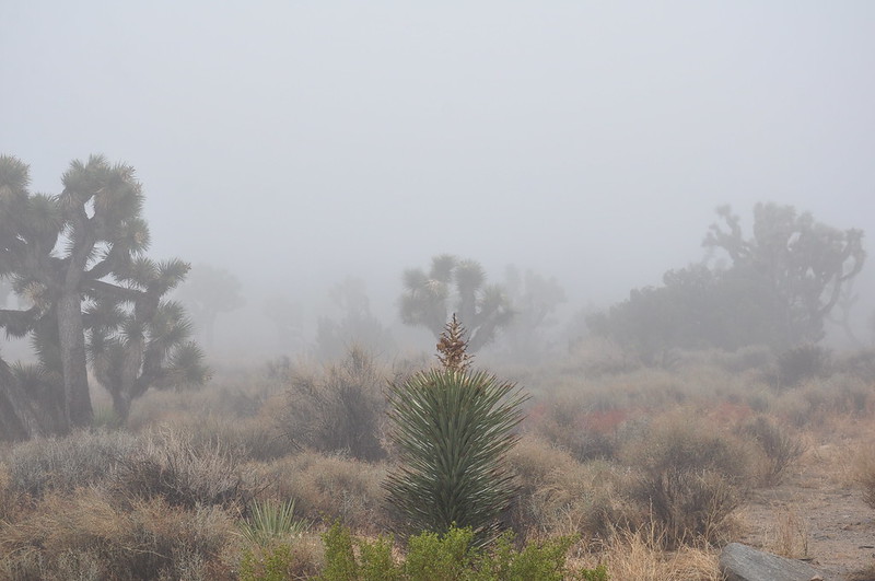 The Fog ~ Joshua Tree National Park