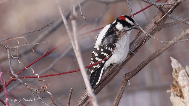 Pic mineur:  Downy Woodpecker