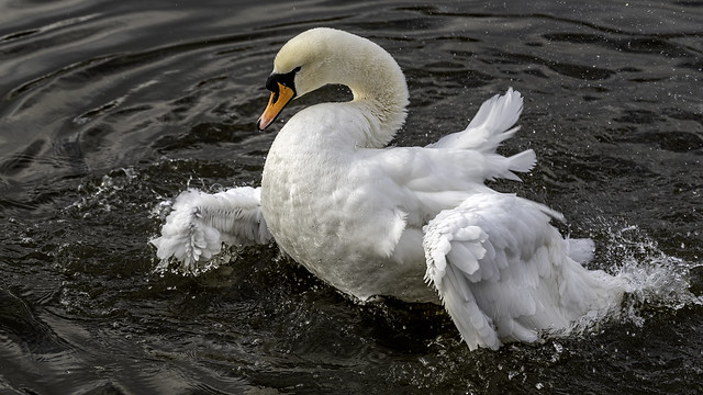 Mute swan bathing
