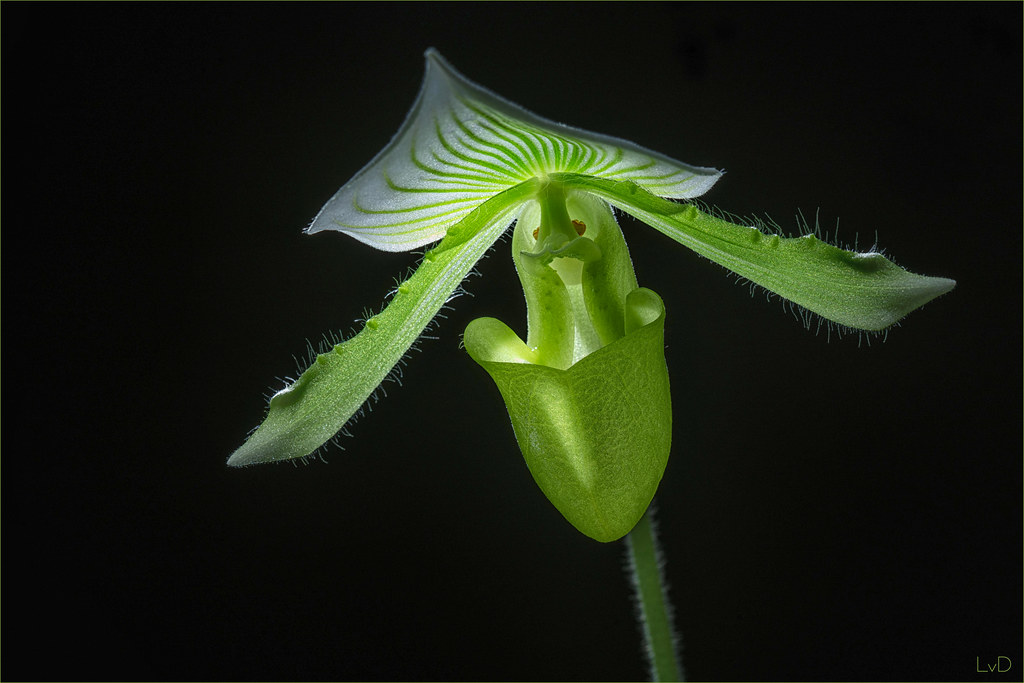 Paphiopedilum orchid -Sabot de Venus