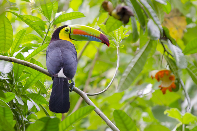 Rainbow-billed toucan (Cahuita, Costa Rica)