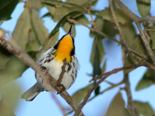 Yellow-throated Warbler 04-20191209