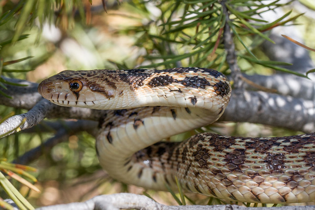 Great Basin Gopher Snake 123 3988