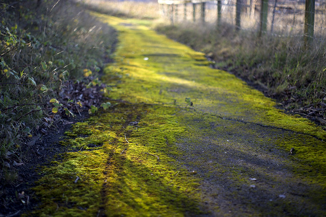 Mossy path