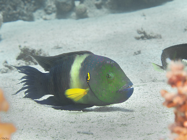 Broomtail Wrasse - Cheilinus lunulatus