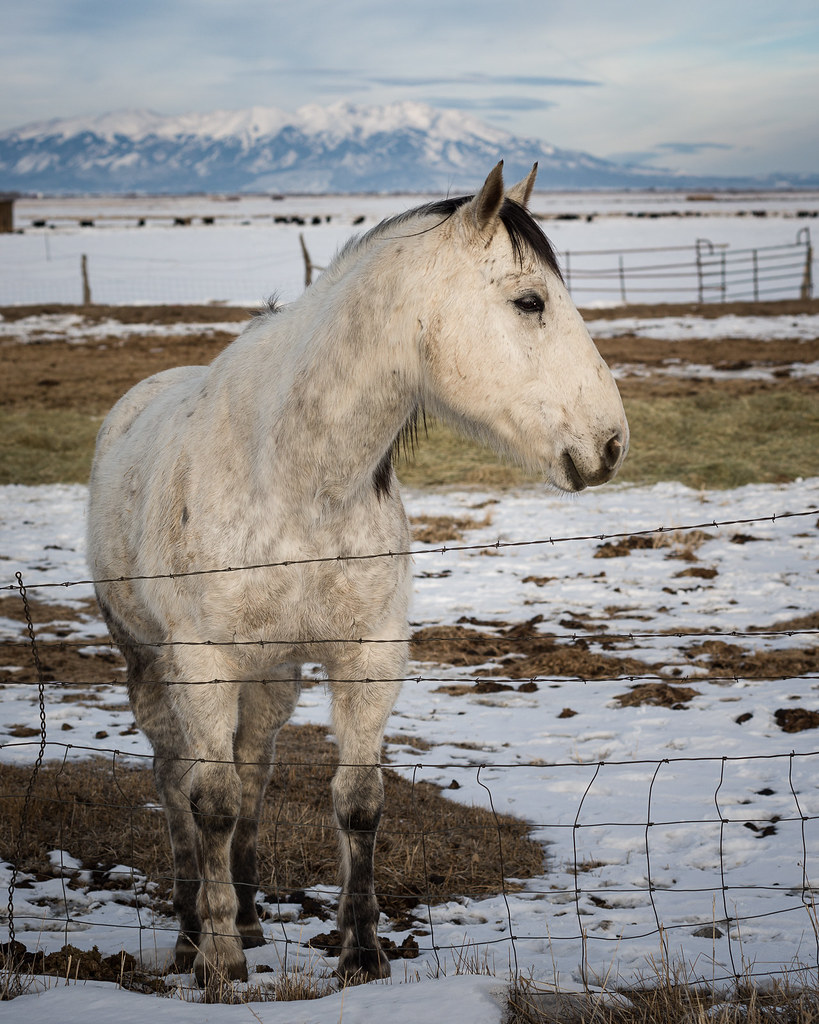 Winter Horse - San Luis Valley