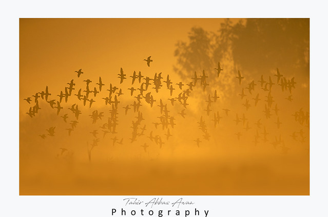 Flock of birds flying at Sunrise