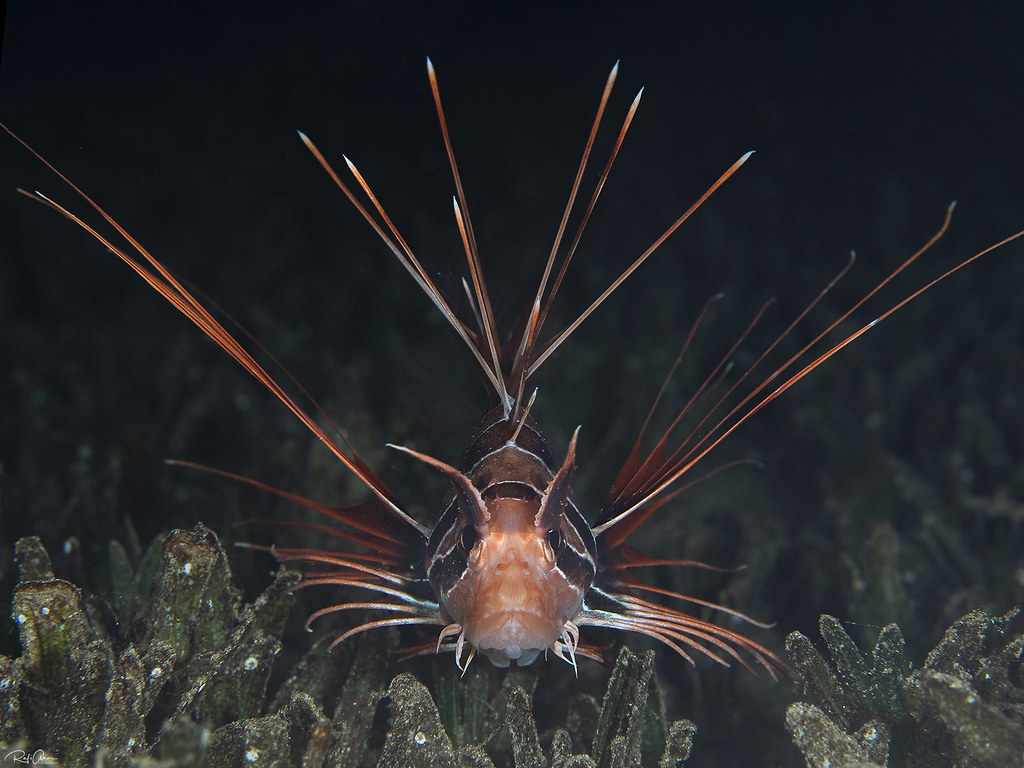 Red Sea Clearfin Lionfish - Pterois cincta
