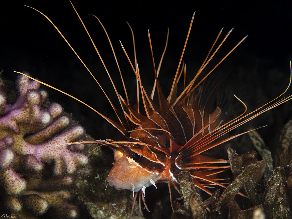 Red Sea Clearfin Lionfish - Pterois cincta