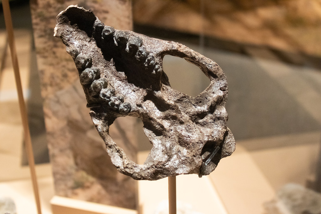 Merrel Fossils A-0457 | Mammal and other animal fossils from Corral Bluffs … | Flickr