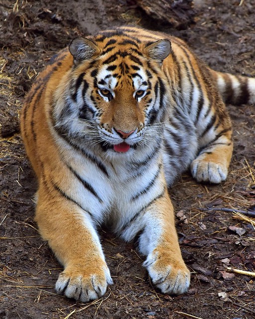 Amur tiger, The Columbus Zoo, 2/15/18