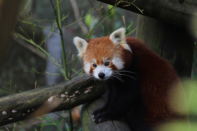 Red Panda Cub